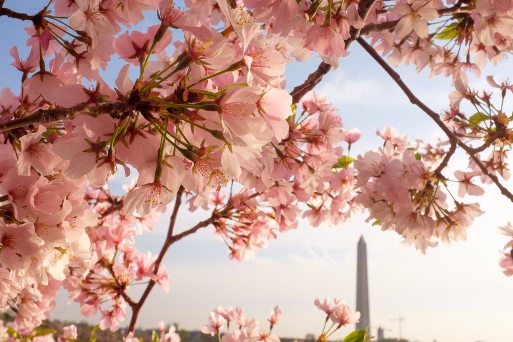 Best Places to See Spring Flowers