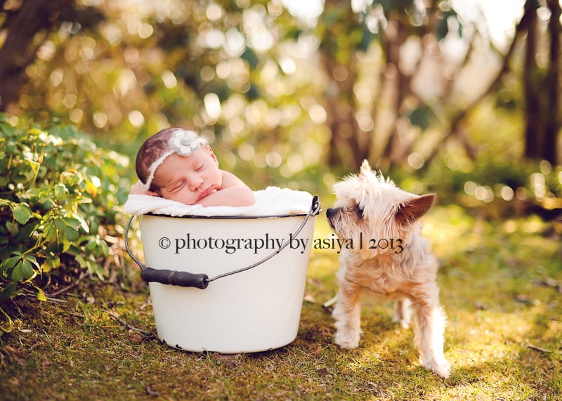 Adorable Newborn and Pet Photos