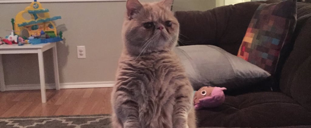 Cat Standing on Two Feet