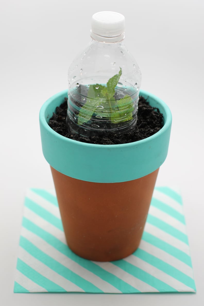 Mini Water Bottle Green House