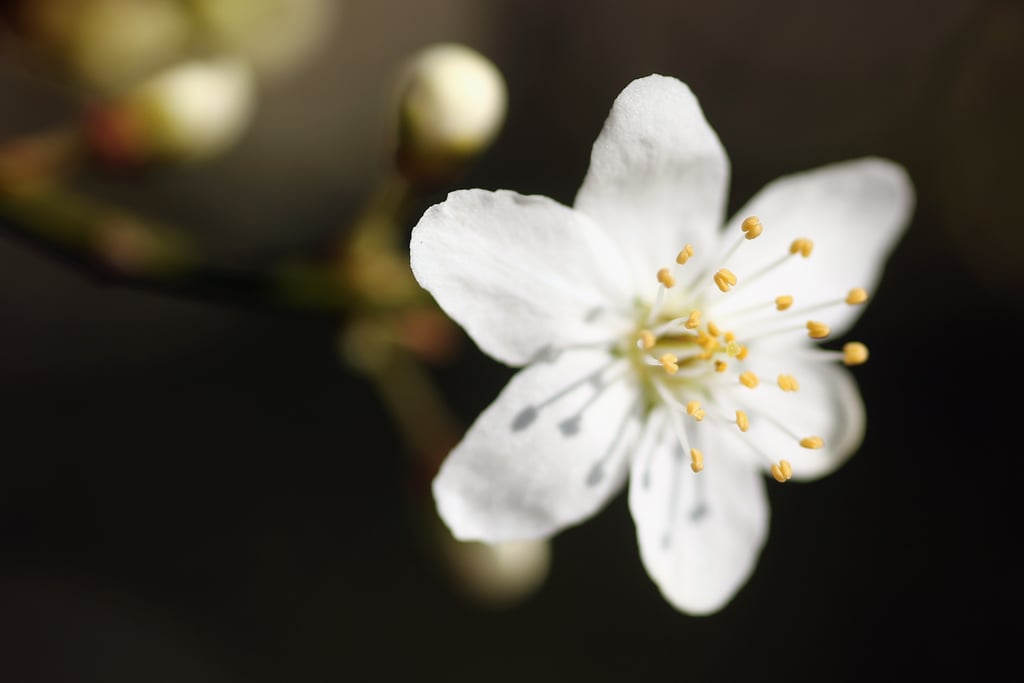 Flowers were blossoming throughout London's Hyde Park.