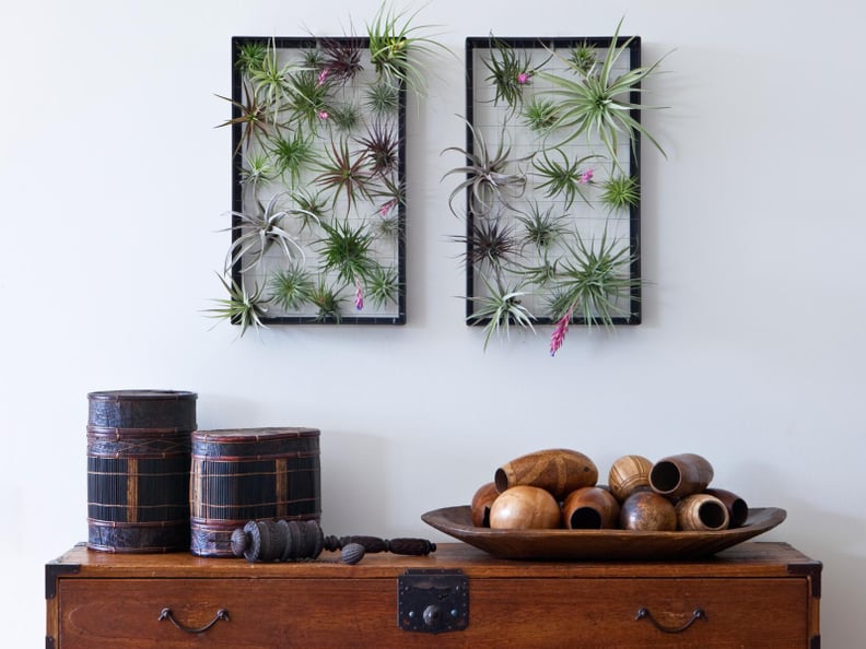 Airplant Frame Garden