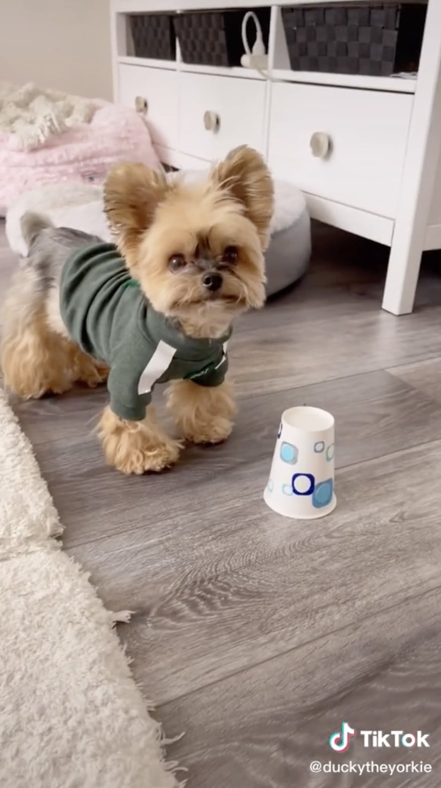 Teacup yorkie halloween costumes deals