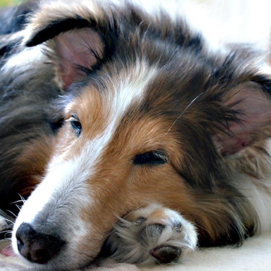 Retirement Home For Dogs in Japan