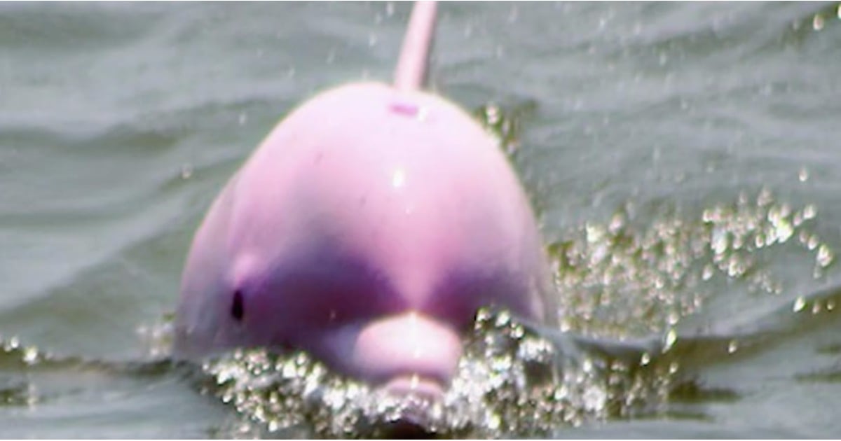 Pink Dolphin Sighting in Louisiana POPSUGAR News