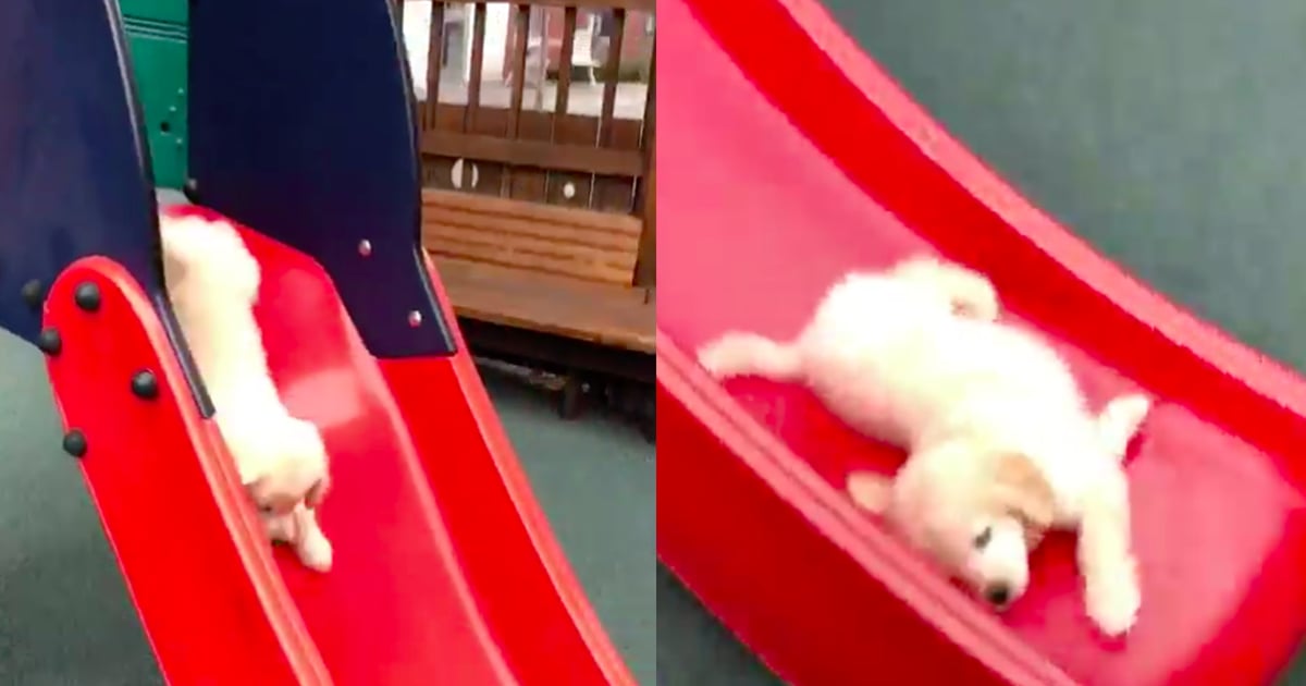 Video of Golden Retriever Puppy Going Down a Slide