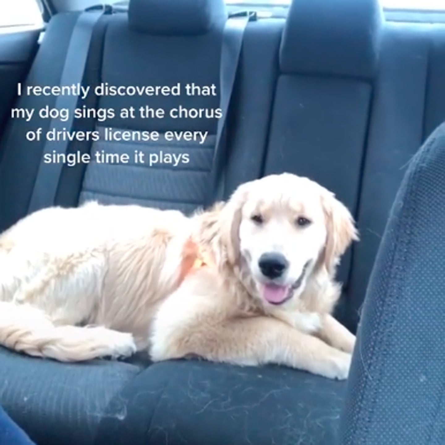 TikTok of Dog Singing to Olivia Rodrigo's TikTok of Dog Singing to Olivia Rodrigo's