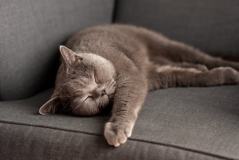 British Shorthair cat lying on the gray chair. Copy-space