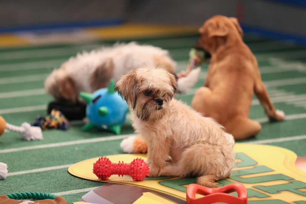 So Many Chew Toys!