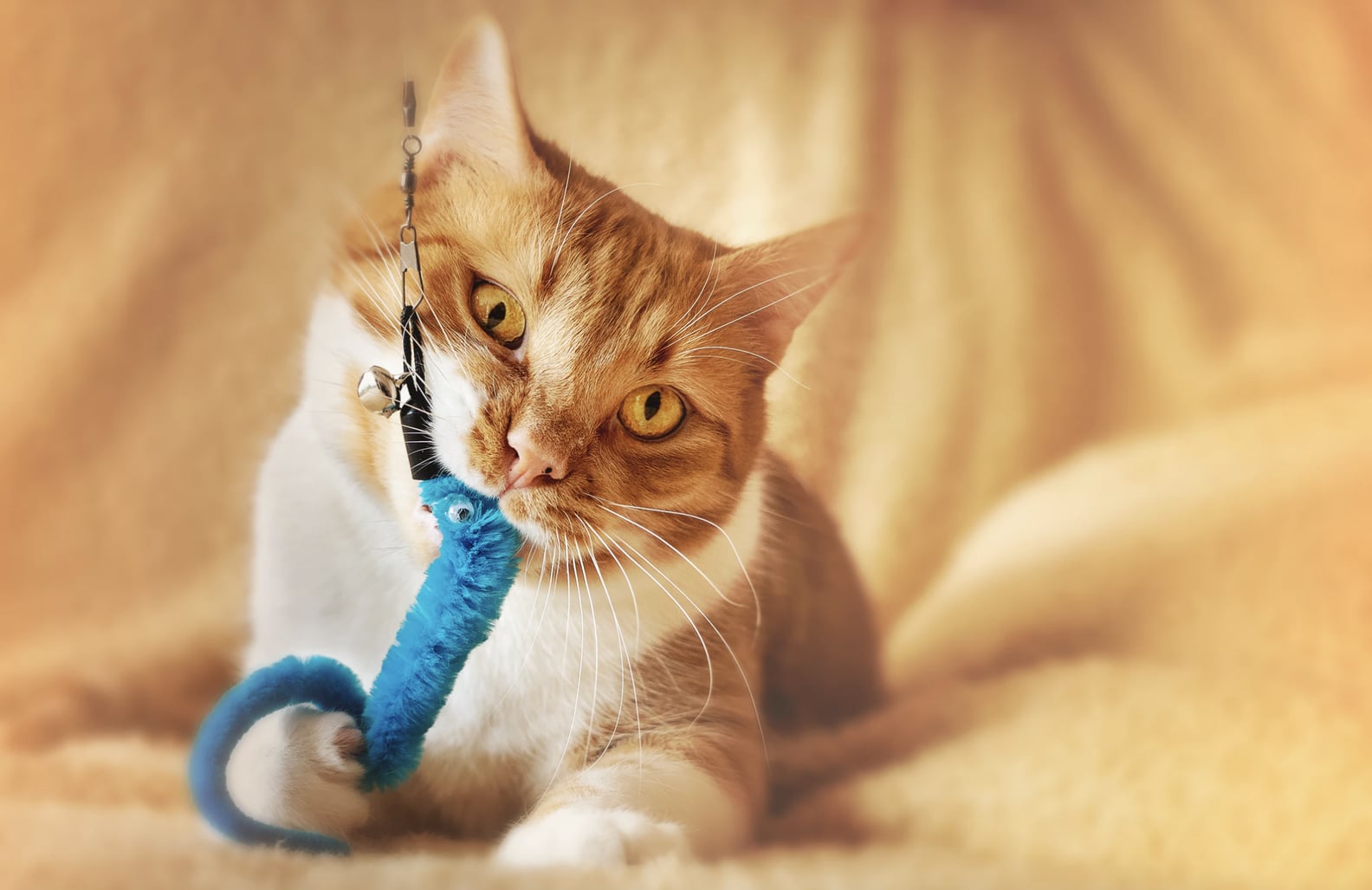 Why Does Catnip Get Cats High? | POPSUGAR Pets
