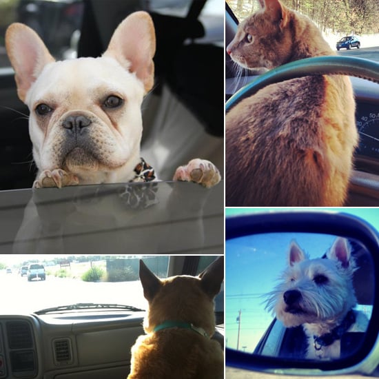 Dogs and Cats in Cars Pictures POPSUGAR Pets