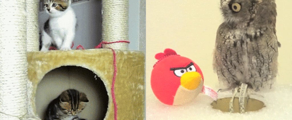 Best Animal GIFs of 2014