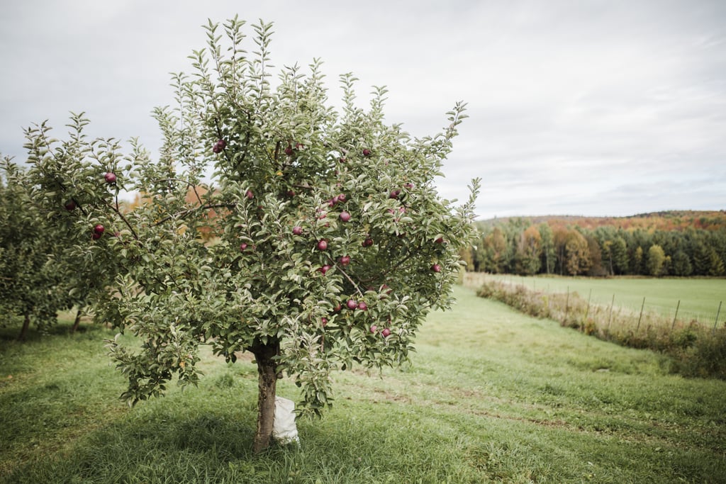 Virgo (Aug. 23 - Sept. 22): Apple Orchards