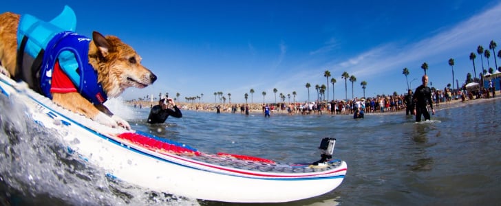 Dogs Surfing