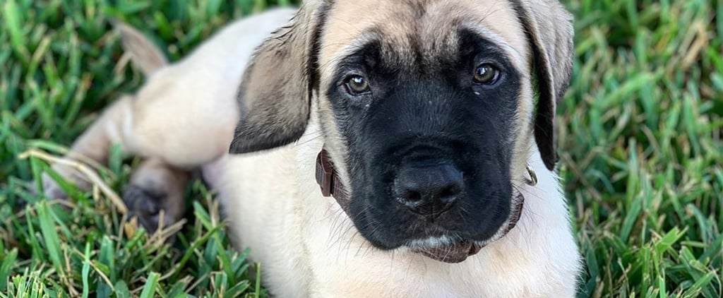 How Many Dogs Do Chip and Joanna Gaines Have?