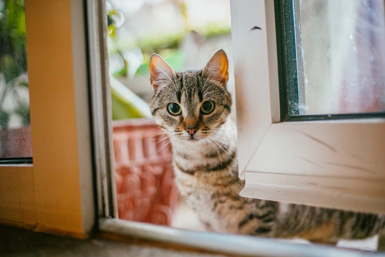17 Best Cat Breeds For First-Time Owners | PS Pets