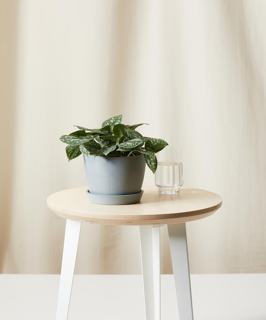Bloomscape Silver Pothos Plant