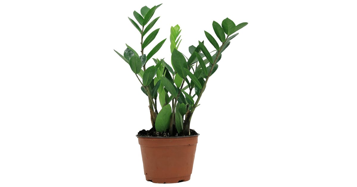 ZZ Plant Best Trees and Plants From Home Depot POPSUGAR Home UK