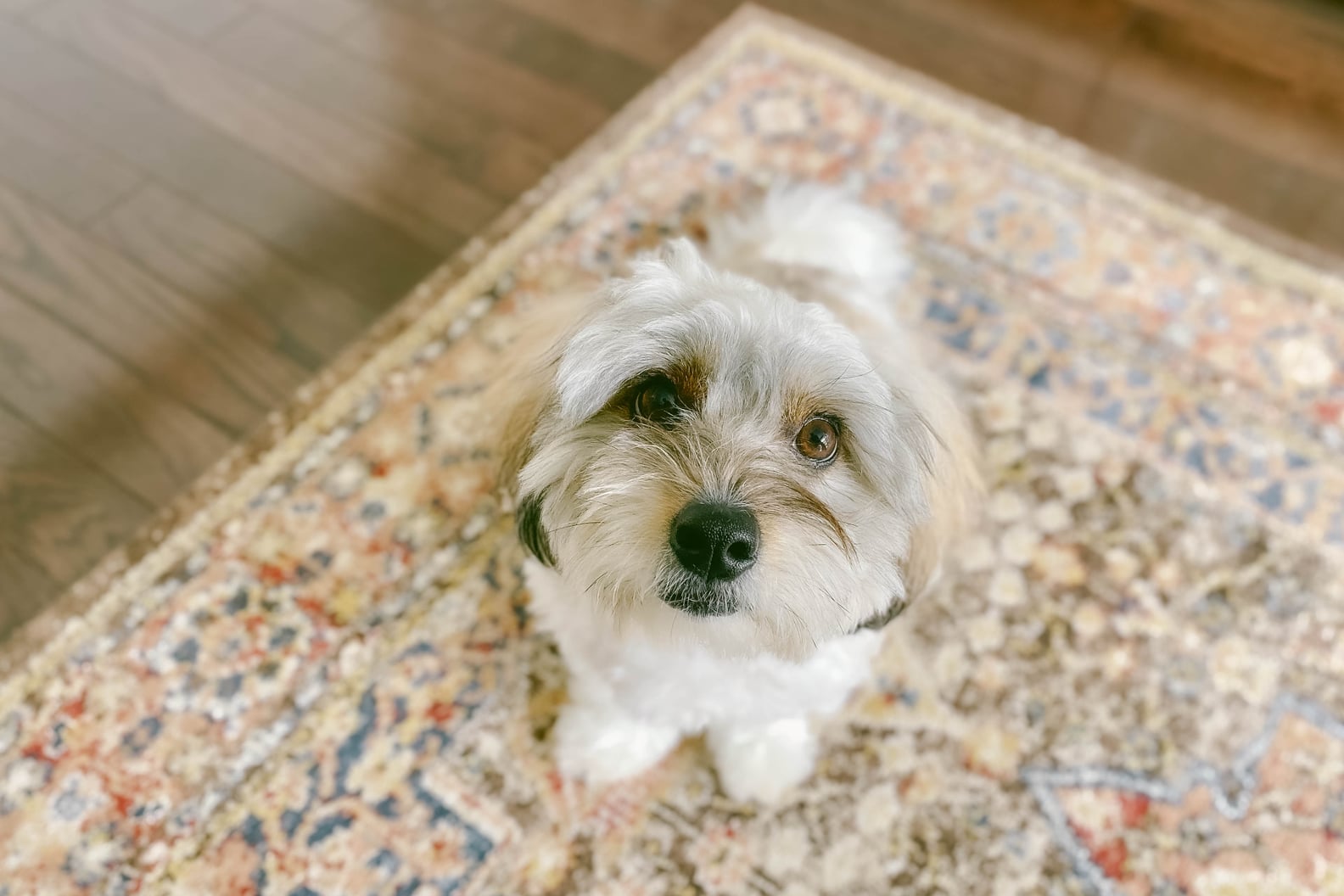 How to Deal With Separation Anxiety in Dogs POPSUGAR Pets