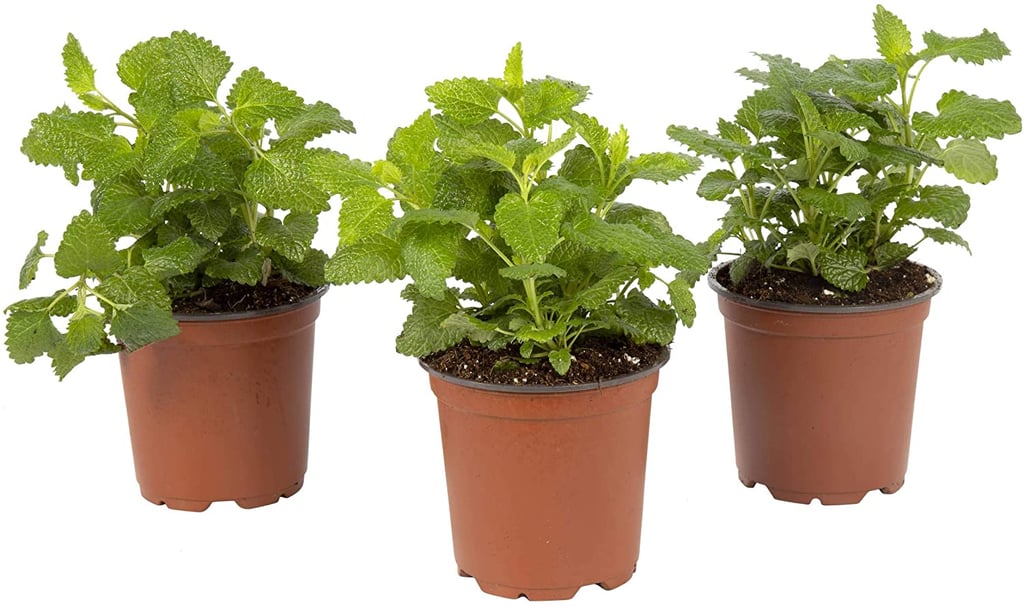 The Three Company Live Lemon Balm (3-Pack)