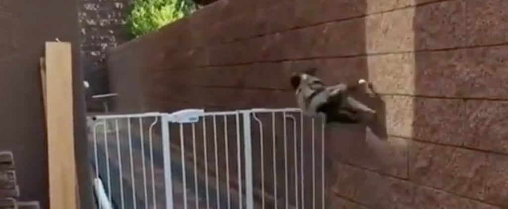 This Australian Shepherd Runs Along a Wall Before Hopping a Fence — Talk About "Barkour"