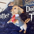 This Dog Responds to Harry Potter Spells, So He Basically Just Aced His Charms O.W.L.