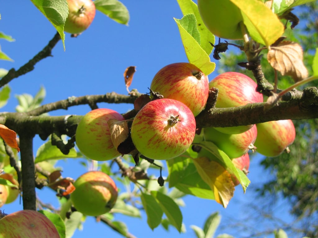 Go Apple Picking