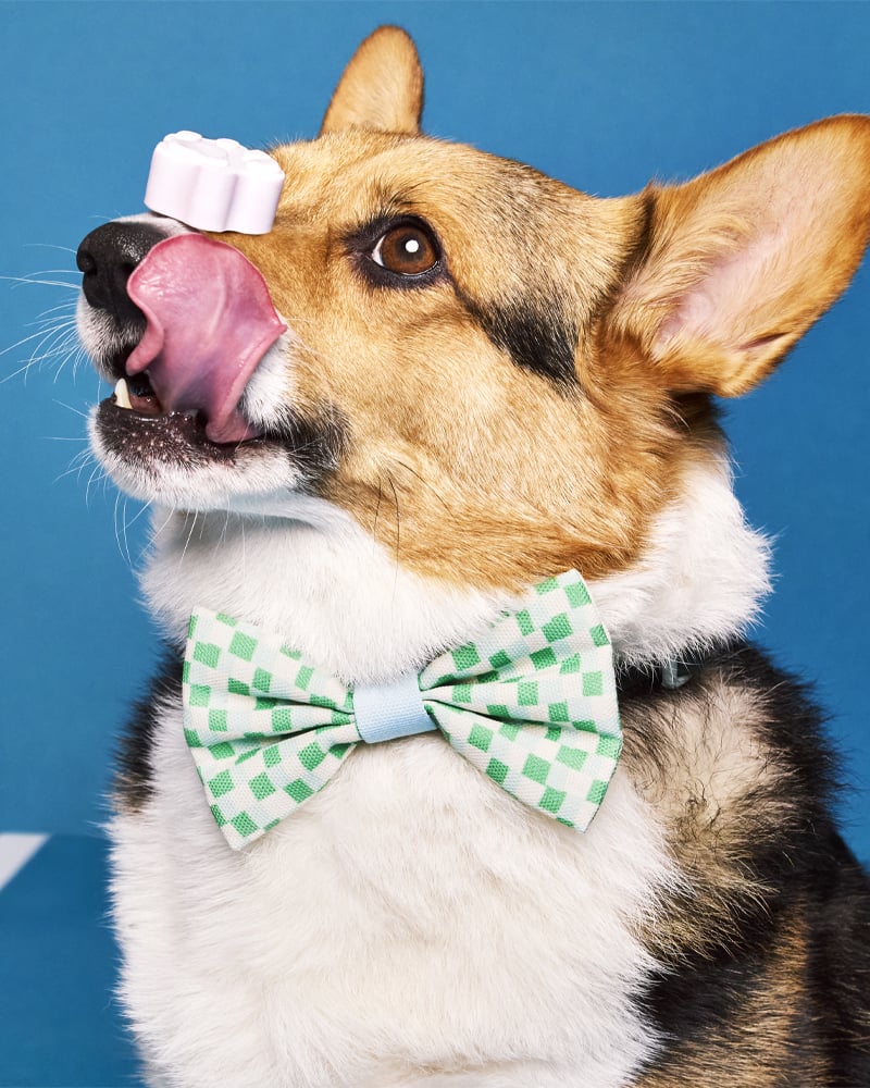 Target Unveils The Cuddle Collab Pet Collection, Coming Soon