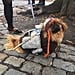 New York City Halloween Dog Parade