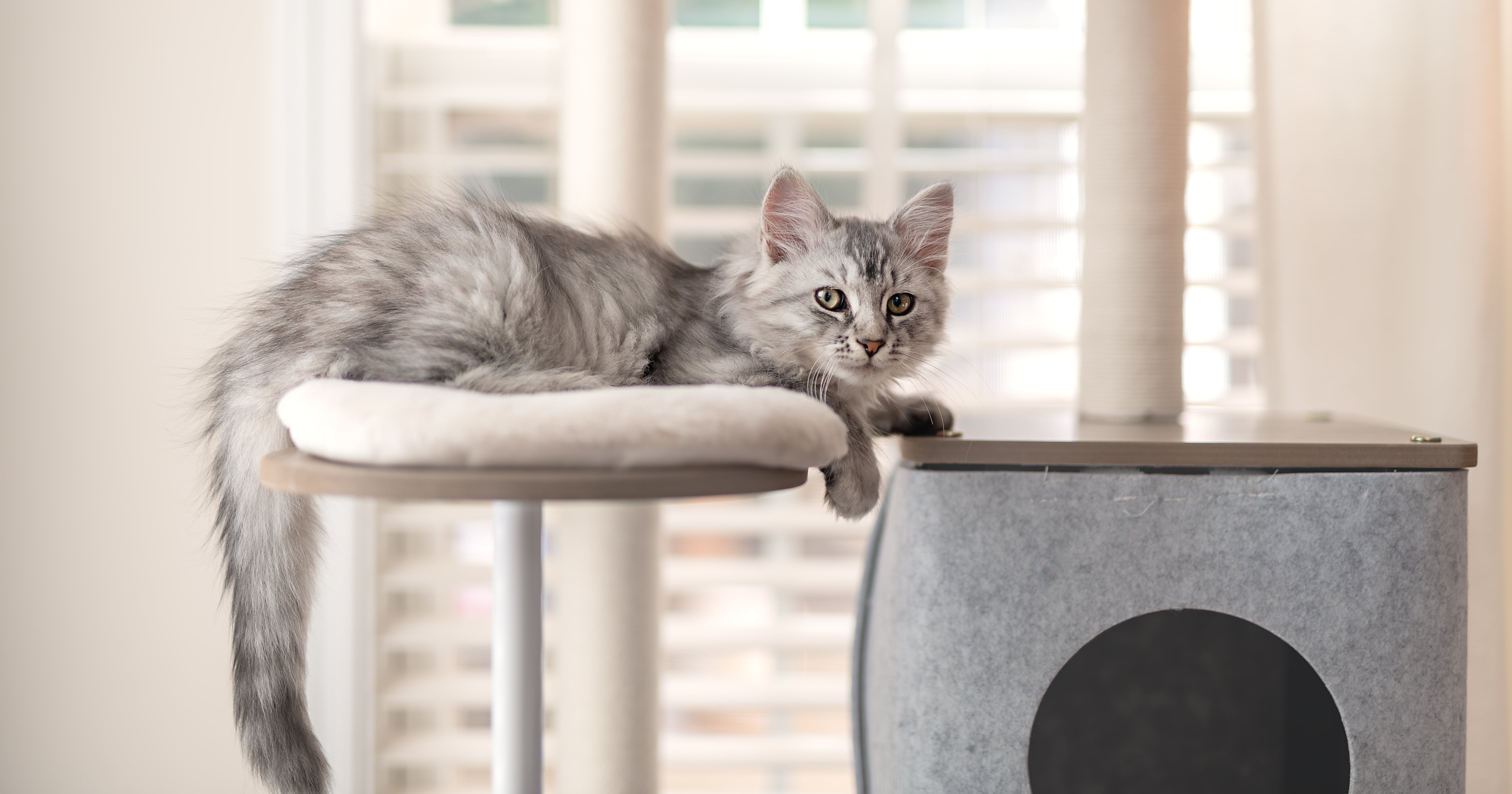 Cozy, Modern Cat Trees That Will Elevate Your Space, We Promise