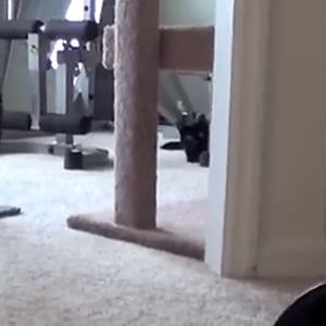 Attack Cat I Video
