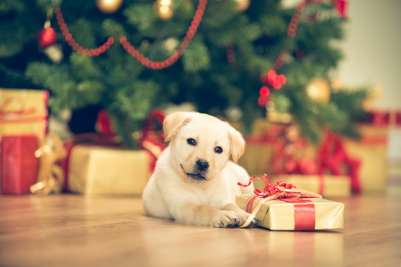 Such a Happy Christmas Pup