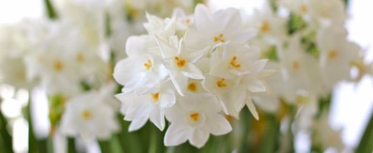 How to Force Flower Bulbs
