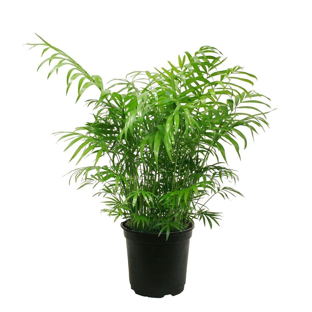 Best Trees And Plants From Home Depot Popsugar Home
