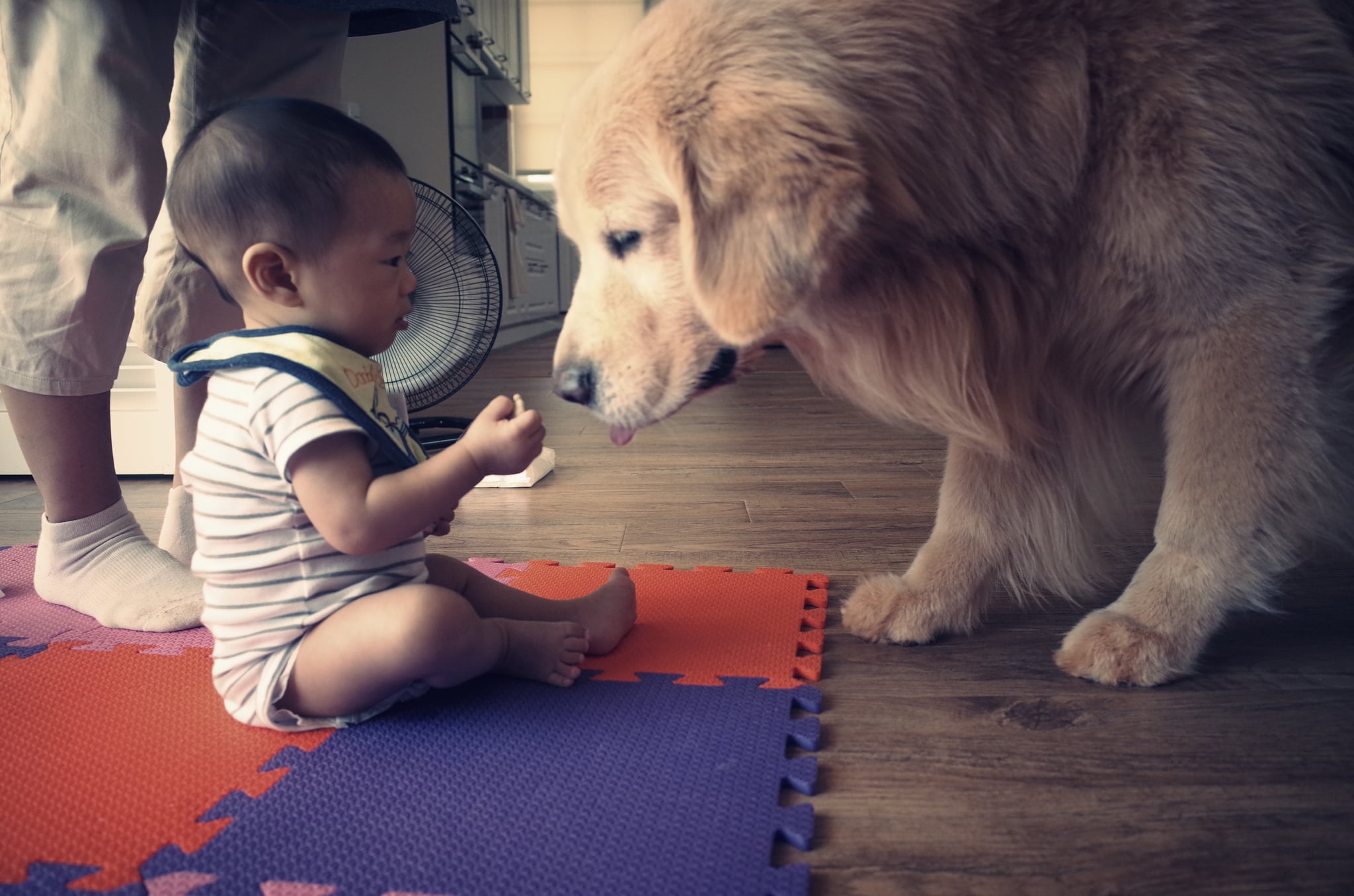 Can Dogs Get Jealous Of Babies