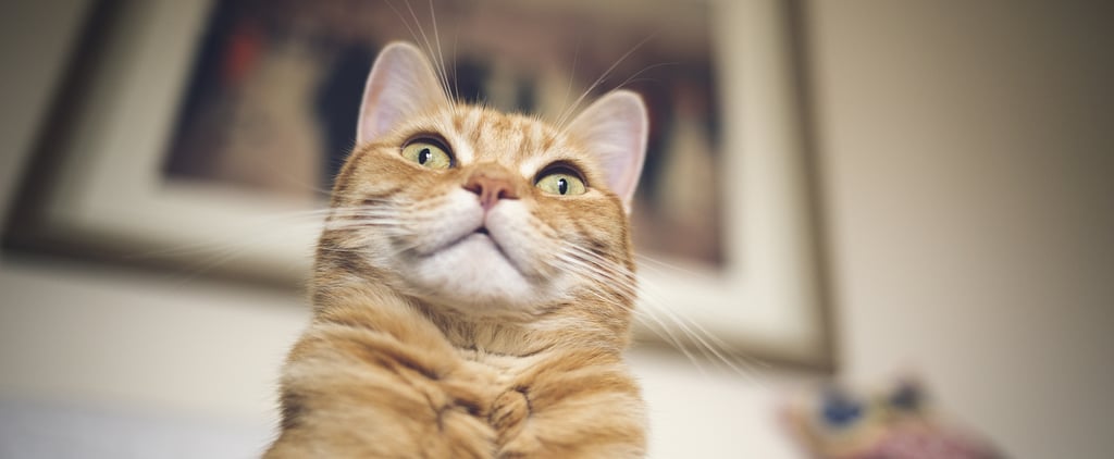 Can Cats See Ghosts?