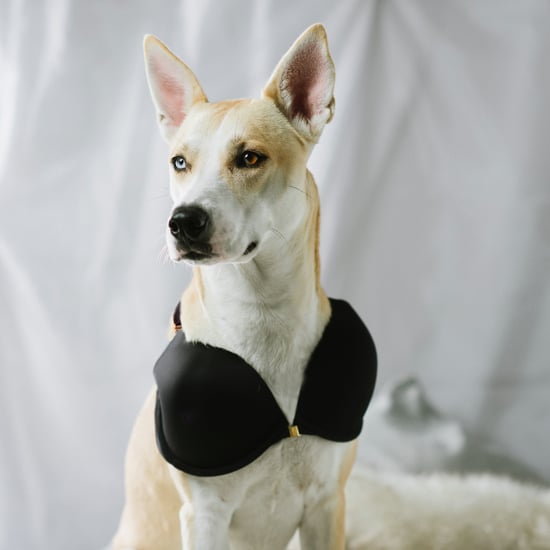 Bra For Dogs
