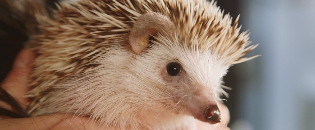 Hedgehog Surprises Girls