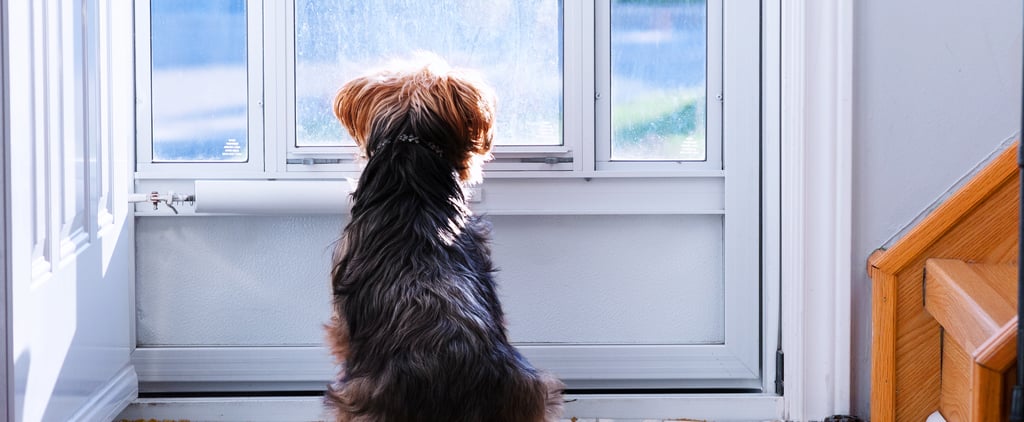 Do Dogs Have an Internal Clock?