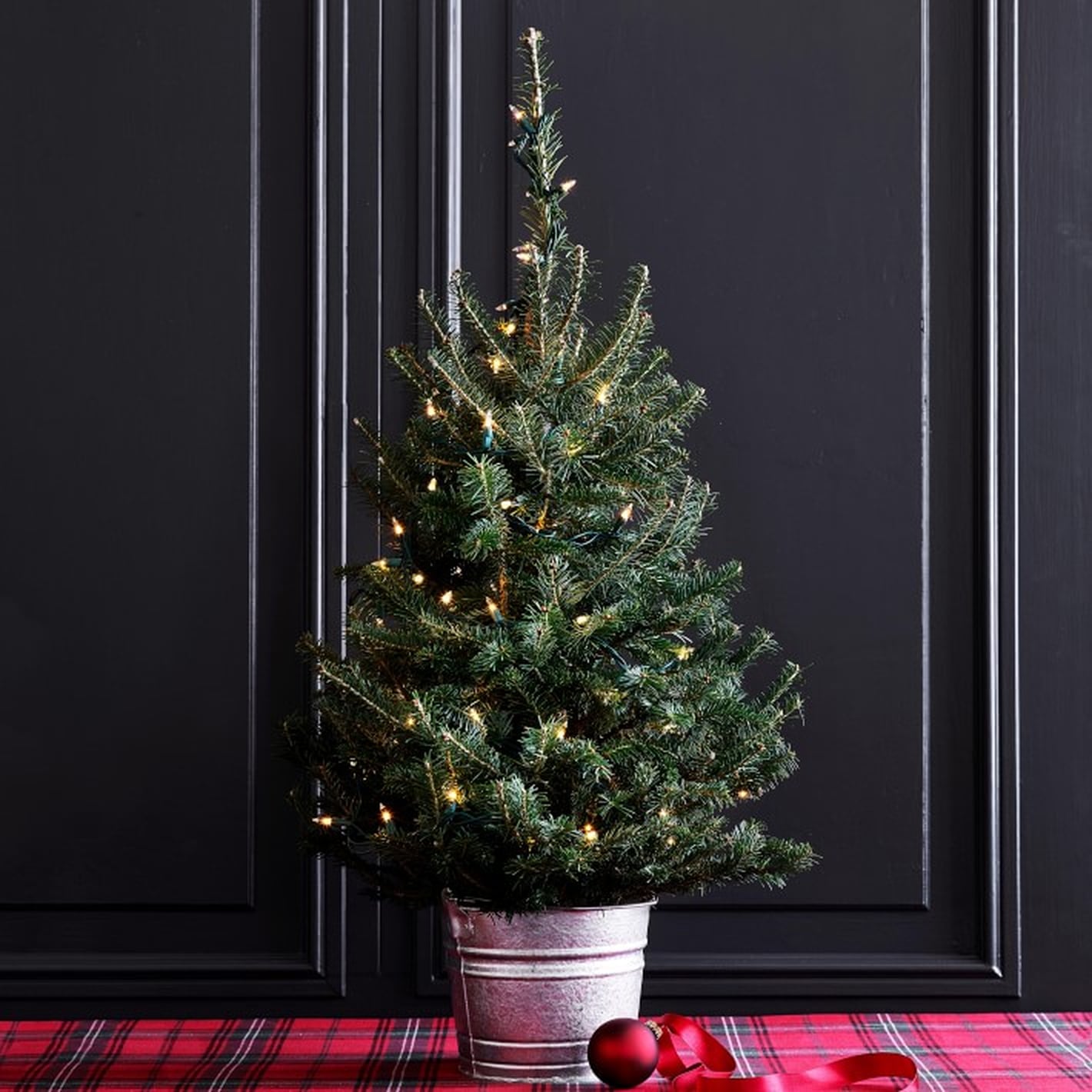 Live Tabletop Christmas Trees 