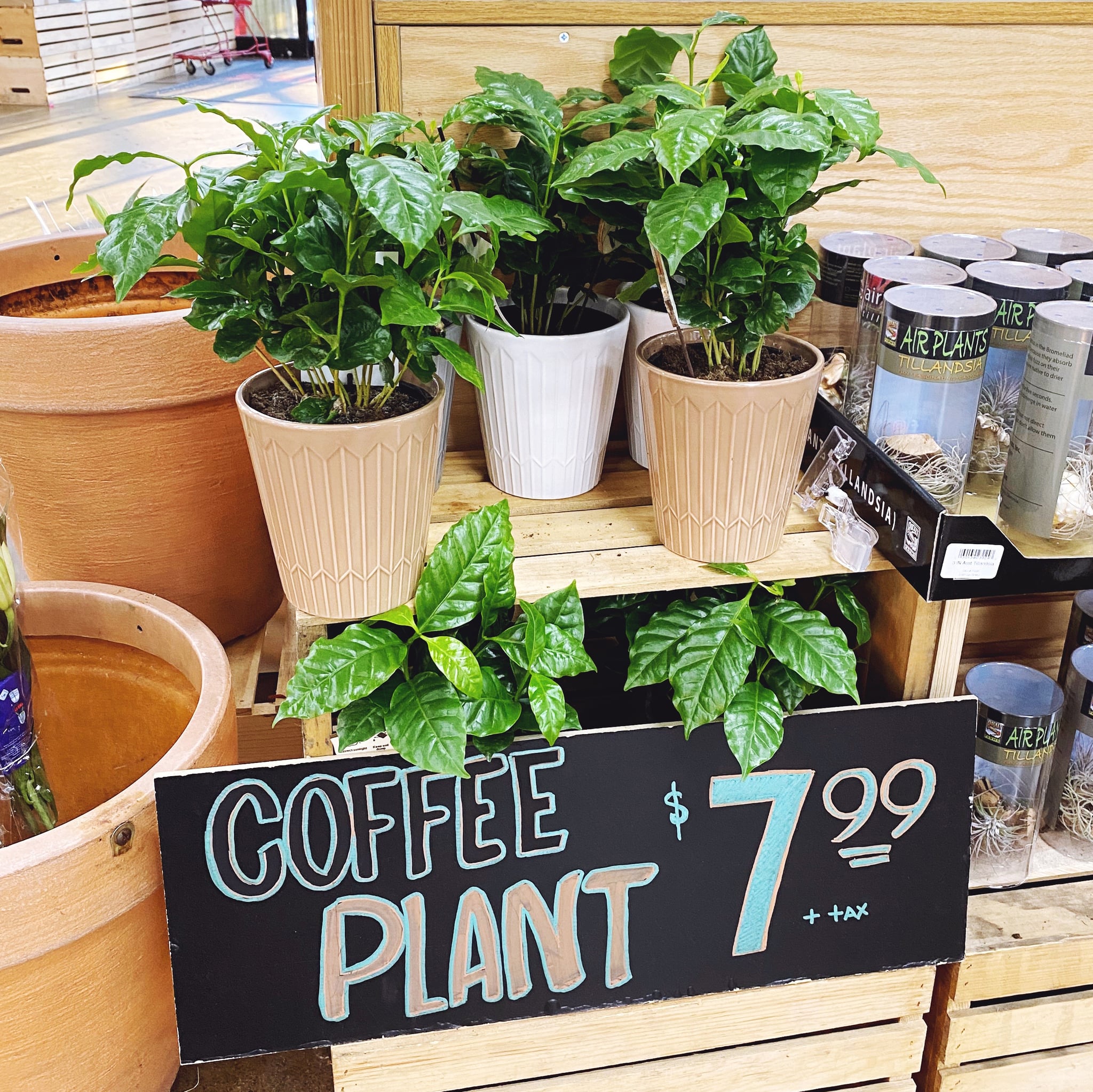 Coffee Plants For Sale at Trader | POPSUGAR Home