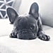 Most Expensive Dog Breeds