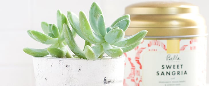 How to Care for Succulents