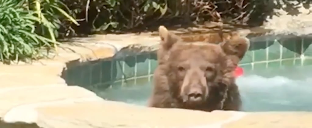 Let This Margarita-Drinking, Jacuzzi-Chilling Bear Inspire You to Live Your Best Summer Life