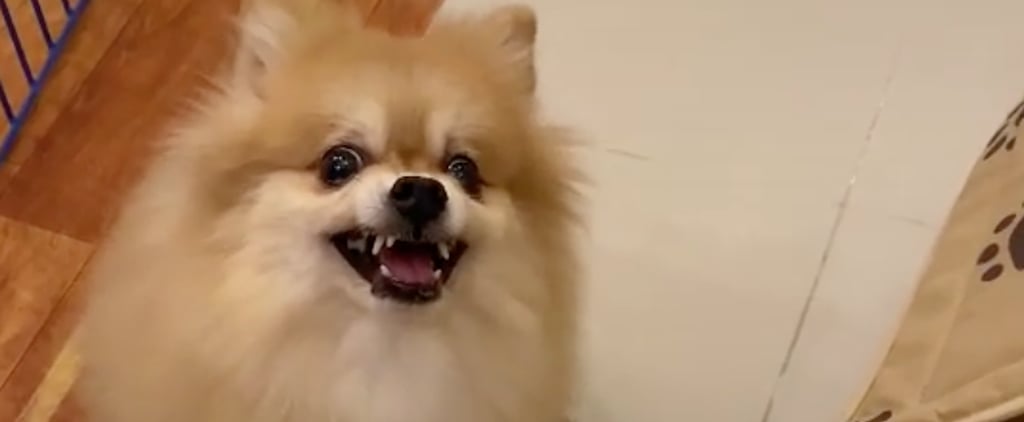 "Pretend to Put Your Dog on a Diet" Challenge TikTok Videos