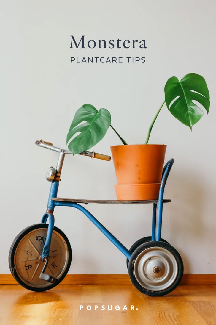 Monstera Plant Care Tips