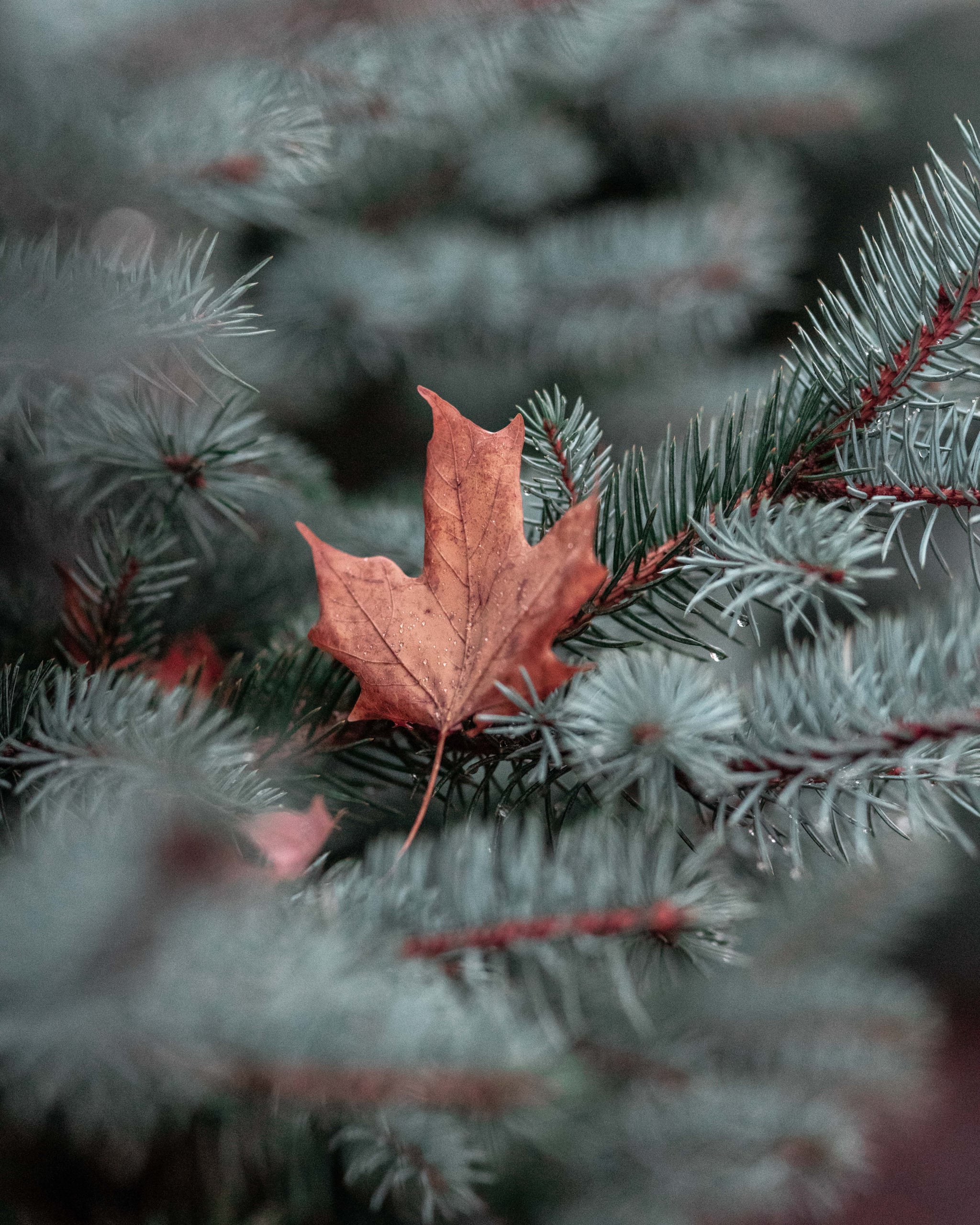 Maple Leaf Fall Water Winter 4K Ultra HD Mobile Wallpaper