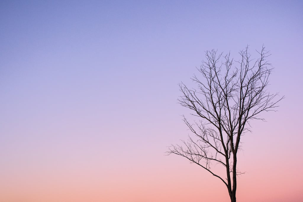 Tree Silhouette Zoom Background