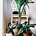 Best Houseplants For Air Quality