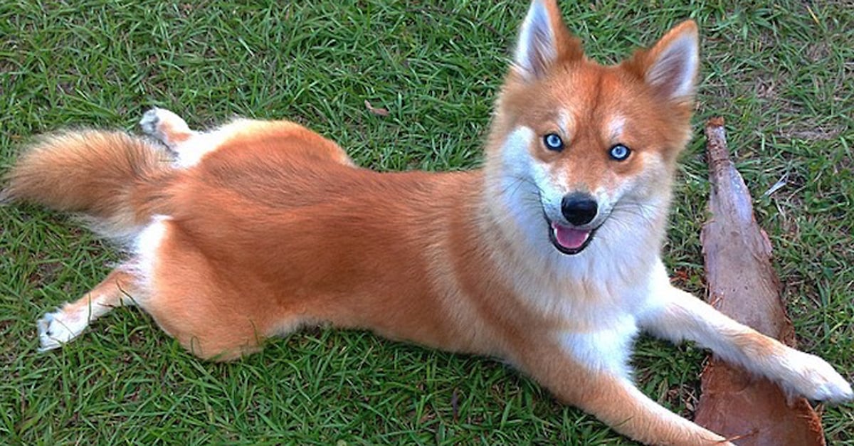 Mya the Pomsky Instagram POPSUGAR Pets